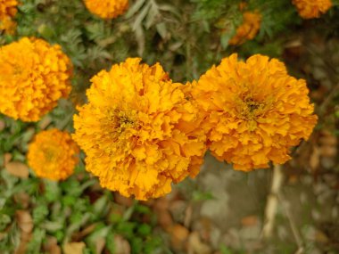 Etiketler Erecta Marigold Terracotta Ot Konteynırları Fikir Canlı Portakal Çiçekleri