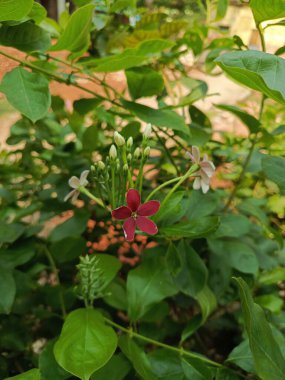 Tropikal Bahçe Doğal Sağlık Konseptlerinde Kırmızı ve Beyaz Asılı Çiçek Çiçeği Combretum Indicum Çiçek Fabrikası