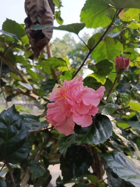 Bloom 'daki Parlak Kırmızı Ayakkabı Karatahanesi (Hibiscus rosa-sinensis), Tropikal Hibiscus rosa-sinensis, Ayakkabı Siyah Çiçeği Yakın Çekim
