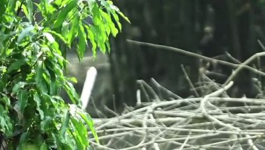 Mangifera Indica (Mango Ağacı) Havadaki Yaprak Yakın plan Botanik Görüntüsü