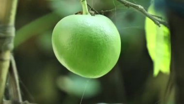 Taze Pomelo Meyvesi Ağaçta Çiğ Damlaları Doğa Yakından Çekiyor