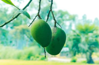 Olgun mango meyvesinin dikey bileşimi yeşil yapraklı tropik yiyecek sağlıklı tatlı lezzetli yaz atıştırmalığı vitamini zengin organik