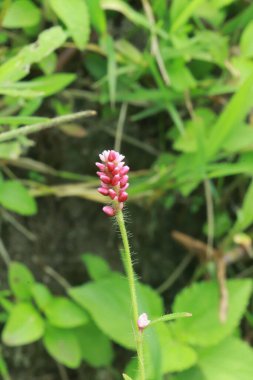 Sağlıklı Persicaria longiseta bitkisi yeşil yeşillik ve toprakla doğal vahşi alan ortamında yakalandı.