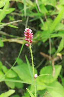 Sağlıklı Persicaria longiseta bitkisi yeşil yeşillik ve toprakla doğal vahşi alan ortamında yakalandı.