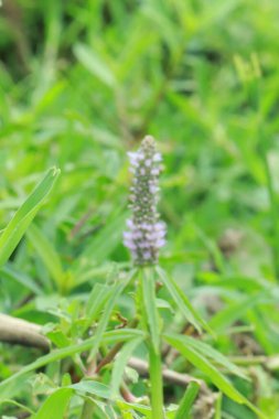 Persicaria longiseta yeşil bitki yabani bitki doğa botanik bahçesi kapalı makro yapraklar kök büyümesi açık hava