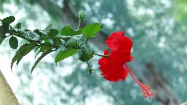 Parlak Kırmızı Hibiscus Çiçeği Kapalı Çiçek Yeşil Yapraklı Tropikal Bahçe Bitkisi Doğa ve Botanik Arkaplanı
