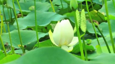 Beyaz yapraklı ve tohumlu kutsal Nelumbo Nucifera Lotusu, Durgun Su Bahçesinde Su Çiçeği