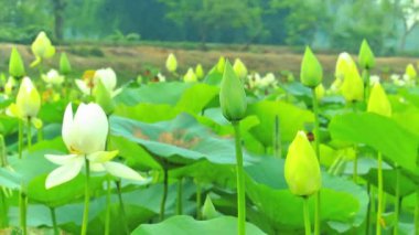 Beyaz Nelumbo Nucifera Lotus ve Çiçek Tohumu Serin Su Bahçesi 'ndeki Su Tanrısı Bitkisi