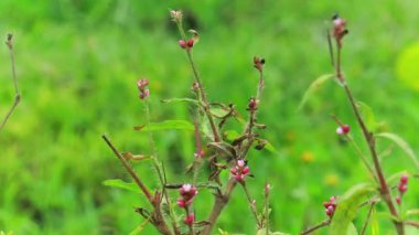 Persicaria Longiseta Bitkisi Tüylü ve Yeşil Yapraklı Doğal Doğal Yaşam Alanında, Vahşi Flora Detayları