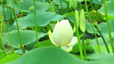 Su Bahçesinde Güzel Beyaz Lotus Nelumbo Nucifera Tohum Kapsülüyle, Doğada Kutsal Su Çiçeği