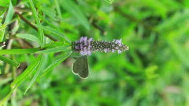 Pogostemon Auricularius bitkileri yemyeşil habitatta, Aromatik şifalı bitkiler doğada büyüyor.