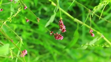 Persikaria orientalis bitkisi açık havada canlı yeşil yapraklarla yetişiyor botanik araştırmaları ve bahçe görselleri için kullanışlı.