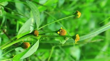Paraşüt fabrikası, geleneksel tıp ve organik tarım görsellerinde kullanılan yenilebilir yaprakları ve çiçekleri gösteriyor.