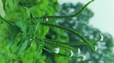 Hint heliotrope bitkisi çiçek açmış küçük mor çiçekleri ve doğal ortamdaki tıbbi yeşil yaprakları gösteriyor.