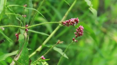 Persikaria orientalis bitkisi açık havada canlı yeşil yapraklarla yetişiyor botanik araştırmaları ve bahçe görselleri için kullanışlı.