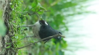Ağaçta tünemiş doğulu saksağan kuşu, doğal habitat videosu, hareketli tüyler, vahşi yaşam videosu.