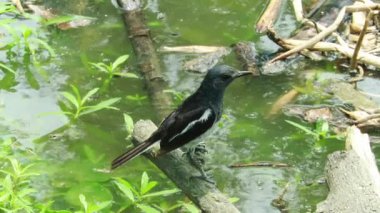 Ağaçta tünemiş doğulu saksağan kuşu, doğal habitat videosu, hareketli tüyler, vahşi yaşam videosu.