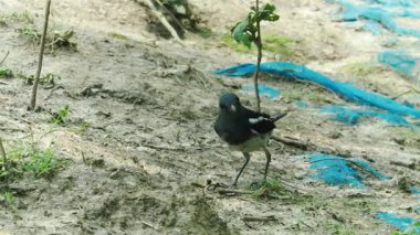 Ağaçta tünemiş doğulu saksağan kuşu, doğal habitat videosu, hareketli tüyler, vahşi yaşam videosu.