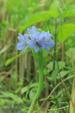 Geniş yeşil yapraklı ve mor çiçekli yaygın su sümbülü bitkisi doğal yaşam ortamında su yüzeyinde yüzüyor.