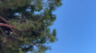 Uzun çamlar mavi gökyüzüne karşı, çam ağaçları baharda tepeden tırnağa görünür. Gökyüzüne karşı ladin