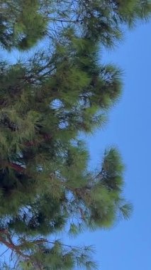 Uzun çamlar mavi gökyüzüne karşı, çam ağaçları baharda tepeden tırnağa görünür. Gökyüzüne karşı ladin