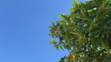 Port France Cannes Portakal ağaçları, meyve ve portakal tarlaları. Ağaçta taze portakallar, Mandalina ağacı bahçesi. Yüksek kalite 4k görüntü