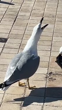 Martılar yemek, çığlık atmak, birbirlerini avlamak için savaşırlar Croisette, Promenade de la Croisette, Vidom Bulvarı, Cannes sahil limanı Fransa Cannes