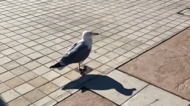 Croisette, Promenade de la Croisette, Boulevard de la Vidom, Cannes sahil limanı Fransa Cannes 11.2024