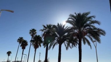 Gökyüzüne karşı palmiye ağaçları Croisette, Promenade de la Croisette, Vidom Bulvarı, Cannes sahil limanı Fransa Cannes 11.2024