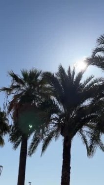 Gökyüzüne karşı palmiye ağaçları Croisette, Promenade de la Croisette, Vidom Bulvarı, Cannes sahil limanı Fransa Cannes 11.2024