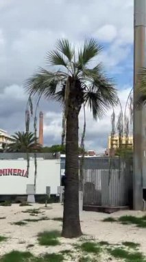 Palmiye ağaçlarının taşınması... İtalya 'nın 11.23.2024 sayılı Sicilya turizm otobüsünden şehre otobüsleri getiriyor.