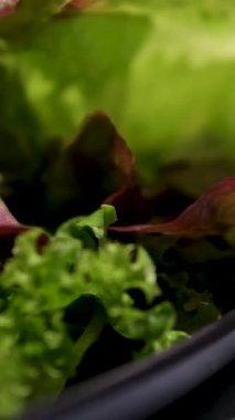 Mercan salatası ya da marul. Vejetaryen yemeği. Kapatın. Yüksek kalite 4k görüntü