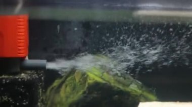 Akvaryumdaki balıklı filtreye yakın çekim. Yüksek kalite 4k görüntü