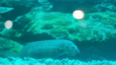 Goliath, Cocos Adası 'nda kayalık bir deniz tabanında küçük resif balıkları arasında görkemli bir şekilde yüzen Goliath Grubu Epinephelus itajara' nın yavaş çekim görüntüsü. Yüksek kalite 4k görüntü