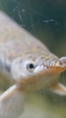 Zırhlı Pike Hepsetus Odoe çoğunlukla küçük balıklarla beslenen küçük bir yırtıcıdır. Bu çevik yırtıcılar temiz ve oksijenli suyu tercih ederler. Zırhlı mızrak ya da uzun burunlu ışın yüzgeci.
