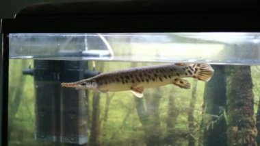 Esox Lucius adında büyük bir turna balığı bitkilerin üzerinde yüzer. Düşük açılı bir açıdan çekilir. Güneş ışınları sahneyi aydınlatır. Portföyümde başka turna balığı var mı diye bak. Yüksek kalite 4k görüntü