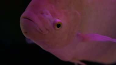 Yumurtlama sürecinde Osphronemus goramy veya gourami. Yüksek kalite 4k görüntü