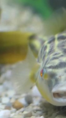 Balık fok balığı şişiriyor. Yüksek kalite 4k görüntü