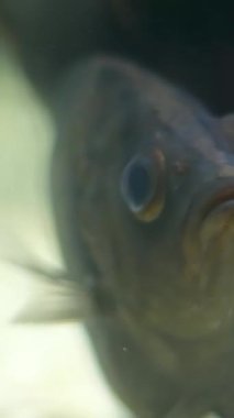 Tilapia balık çiftliği göleti, çok güzel tilapia ekimi. Tilapia Tilapia tatlı suda yaşar ve en popüler tüketim balıklarıdır. Yüksek kalite 4k görüntü
