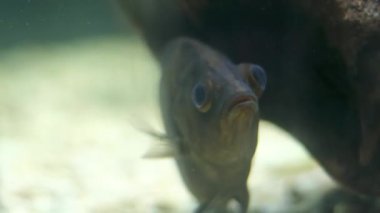 Tilapia balık çiftliği göleti, çok güzel tilapia ekimi. Tilapia Tilapia tatlı suda yaşar ve en popüler tüketim balıklarıdır. Yüksek kalite 4k görüntü