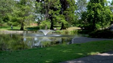 Ördekler sonbaharda sakin bir park göletinde huzur içinde yüzerler. Yüksek kalite 4k görüntü