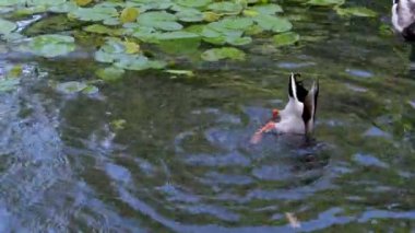 Mallard ördeği yavaşça kanat çırpan suda sıçrıyor. Ördek göle dalıyor.