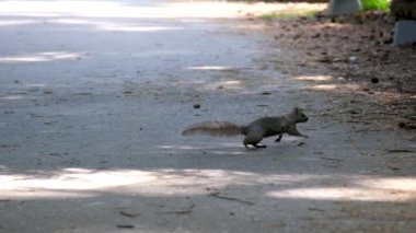 Şirin bir sincap fındık çiğniyor. Sincap sonbahar ormanlarında fındık yer. Bir sincap yolun karşısına koşuyor.