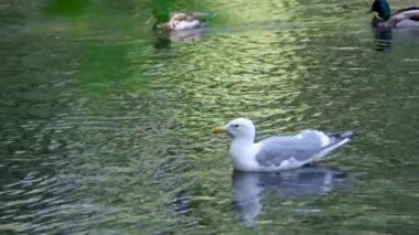 Martı Su Havuzu 'nda Yüzüyor ve Yavaş Çekimde Uzaklara Uçuyor. Yüksek kalite 4k görüntü