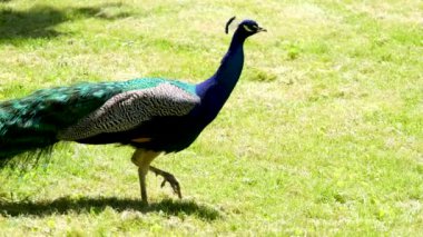 Kapalı kuyruklu tavus kuşu güneş ışığıyla aydınlatılmış ulusal koruma parkında yavaşça yürüyor. Hayvan, hayvanat bahçesinin yeşil topraklarında zarif bir şekilde yürür. Yüksek kalite 4k görüntü