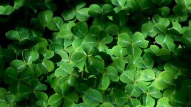 İtalya 'da yemyeşil çimlerde ayak sesleri. Yüksek kalite 4k görüntü