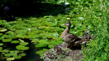 Anne ördek yavrusuyla karşıdan karşıya geçer. Yaz anneliği sahnesi. Aile konsepti 4k. Yüksek kalite 4k görüntü
