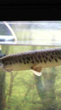 Esox Lucius adında büyük bir turna balığı bitkilerin üzerinde yüzer. Düşük açılı bir açıdan çekilir. Güneş ışınları sahneyi aydınlatır. Portföyümde başka turna balığı var mı diye bak. Yüksek kalite 4k görüntü
