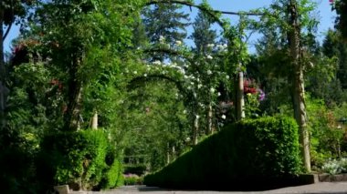 Yoğun sarmaşıklar ve yeşilliklerle çevrili yapraklı bir pergola tünelinin altında huzurlu bir yürüyüş deneyimi yaratan sakin bir bahçe yolu. Yüksek kalite 4k görüntü