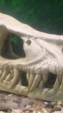 Polypterus delgaze balığı dinozor iskelet akvaryumu arasında yüzer. Yüksek kalite 4k görüntü